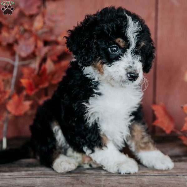 Gomer, Mini Bernedoodle Puppy